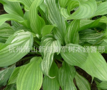 玉簪 基地直銷(xiāo) 水生美人蕉 各種規(guī)格 品種齊全