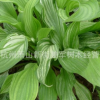 玉簪 基地直銷(xiāo) 水生美人蕉 各種規(guī)格 品種齊全