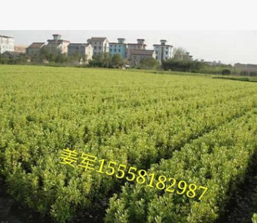 金邊黃楊 基地直銷(xiāo) 金邊黃楊球 各種規(guī)格 品種齊全