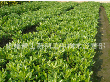 海桐 地栽 盆栽 各種規(guī)格 基地直銷(xiāo) 海桐球 大量供應(yīng)