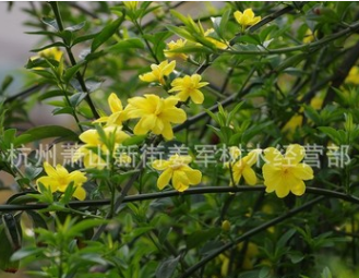 云南黃馨 基地直銷(xiāo) 各種規(guī)格 品種齊全 量大優(yōu)惠