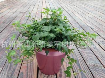 常春藤 植物類(lèi) 公園 別墅設(shè)計(jì) 爬藤植物 基地直銷(xiāo) 量大優(yōu)惠