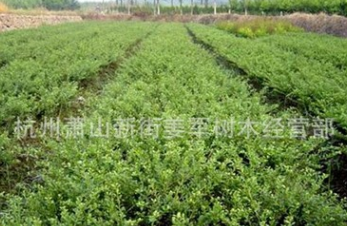 龜甲冬青 批發(fā)采購(gòu) 基地直銷(xiāo) 花葉珊瑚 水蠟 品種齊全