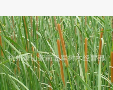 香蒲 水生植物 基地供應(yīng) 蒲葦 醉魚(yú)草 品種齊全