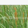 香蒲 水生植物 基地供應(yīng) 蒲葦 醉魚(yú)草 品種齊全