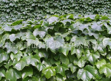 爬山虎 公園別墅 屬于爬藤植物 基地直銷(xiāo) 量大優(yōu)惠