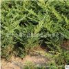地柏苗批發工程綠化苗木彩色綠籬鋪地柏小苗 四季常青鋪地柏樹苗
