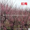 紅梅樹苗批發室外庭院觀花植物紅梅盆栽園林精品臘梅花苗