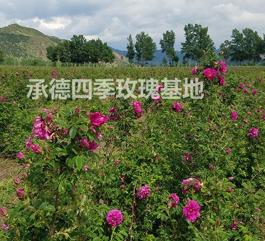 供應四季玫瑰苗