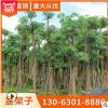 盆架子批發 原產地種植地苗移栽樹多種規格 綠化種植基地直銷