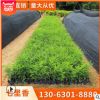 九里香 七里香 多種規(guī)格 批發(fā)供應 綠化木 凈化空氣 基地批發(fā)直銷