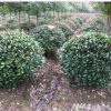 龍柏球 精品球類 綠化批發(fā)價格 基地 小龍柏大量供應(yīng)