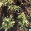 基地農(nóng)戶直銷 菲白竹菲黃竹剛竹紫竹金鑲玉竹