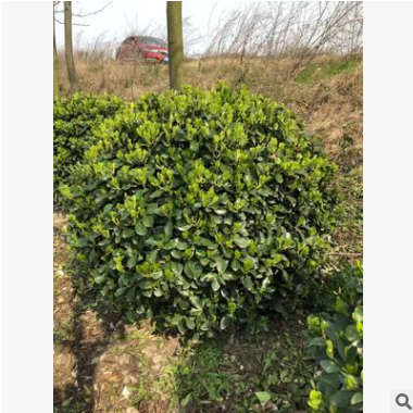 大葉黃球冬青球萬年大葉黃綠籬庭院珊瑚籬笆綠化苗木高100-200CM