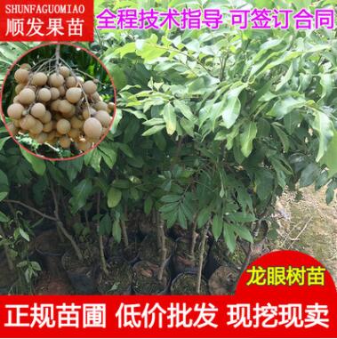 嫁接果樹苗 龍眼苗批發(fā)基地直銷石硤龍眼苗儲(chǔ)良龍眼樹苗四季龍眼