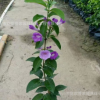 棚架墻體綠化紫花盆栽蒜香藤 園林攀援苗木批發