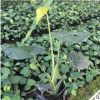批發小盆栽龜背竹 基地直銷市政地被綠植袋苗