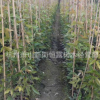 常青油麻藤 耐寒耐旱 爬騰植物 綠化 植物 凈化空氣 量大優惠