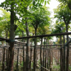 桃花心 袋苗 市政綠化工程 中山苗木基地批發