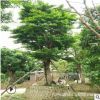 廠家直銷盆栽和順樹 批發多種規格大型常綠苗木鵝腎木