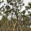 中山苗木基地供應 麻楝 各種規格袋苗