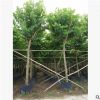 中山花木基地供應(yīng) 宮粉紫荊 袋苗 市政苗木