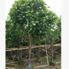 苗圃直銷蘋婆 大型易種植觀葉苗木富貴子