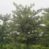 櫻花木棉18-20cm樓盤風(fēng)景樹大腹木棉移植苗中山基地直銷大福木棉