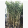 庭園綠籬植物黃金竹 例植群植皆可觀賞竹子