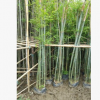 粉丹竹 庭院綠籬植物綠化工程竹子 粉單竹