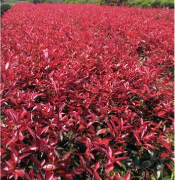 紅葉石楠小苗 火焰紅 工程苗 小葉色塊苗 基地 紅葉石楠樹苗批發