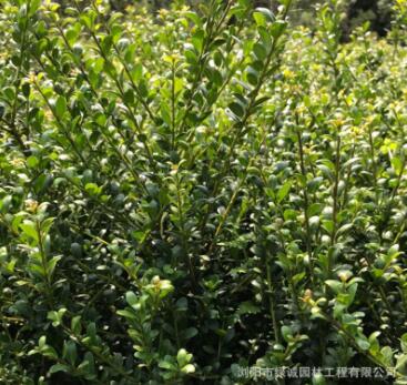 龜甲冬青小苗 湖南 苗木基地 直銷 地栽色塊 30-50 規格毛球精球