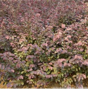 紅花繼木小苗紅桎木小苗湖南苗木基地直銷綠化工程30-50色塊小苗