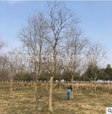 南京烏桕基地 15公分烏桕樹 叢生烏桕樹大量供應