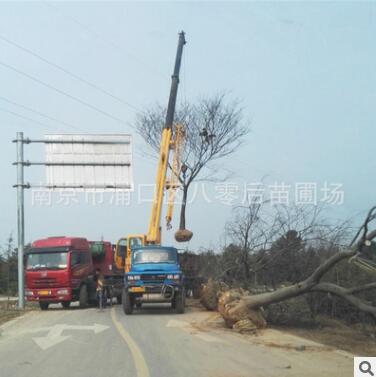 基地批發各規格獨桿樸樹 胸徑20cm樸樹 供應各規格樸樹綠化工程樹