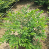 孤植叢植皆朱纓花 觀賞花卉紅絨球