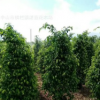 垂榕柱 高150-160厘米 綠籬植物中山2018年灌木最新報價