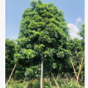 秋楓25-30cm移植苗四季常綠風景樹樓盤苗木中山基地直銷
