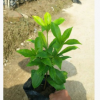 基地直銷軟枝黃嬋