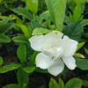 梔子花 小袋苗 白嬋 中山苗木基地批發