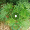 叢生大型綠植盆栽金山棕 辦公室常綠盆栽花卉批發