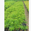 金嬋 觀花花卉 基地批發