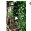 龍血樹高150-200cm龍鐵樁頭花卉盆景租擺室內大型綠植盆栽龍須樹