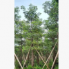 木棉假植苗風景樹攀枝花英雄樹中山基地批發