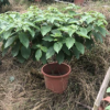 粉萼花又名粉葉金花孤植例植片植歉可 四季開花