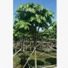 無憂樹　火焰花　四季常綠　多花　庭園風景樹　樓盤苗木　報價