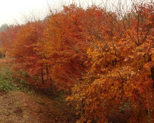 雞爪槭【秋冬】