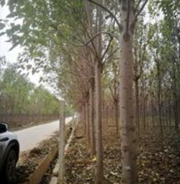 優(yōu)質(zhì)楸樹(shù)，大量供應(yīng)。