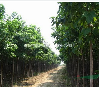 洛陽(yáng)楸樹(shù)供應(yīng)政府征地清地急售