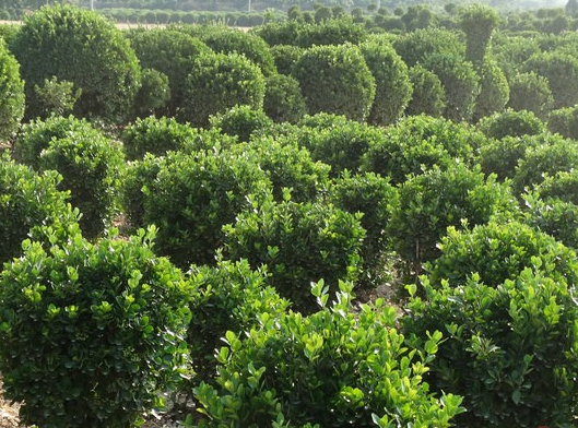 供應(yīng)多種規(guī)格的黃楊球